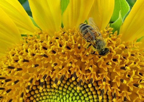 China to inspect propolis adulteration