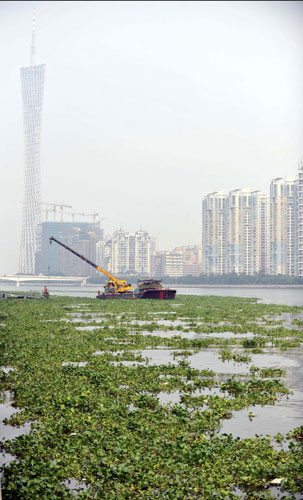 Invasive plant chokes Pearl River