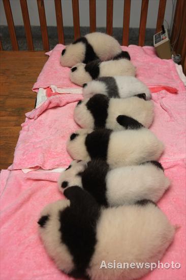 SW China city breeds 12 pandas this year