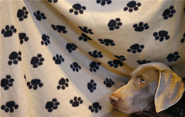 Crufts dog show kicks off in Birmingham, England