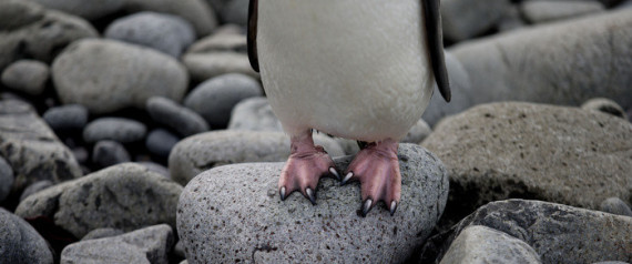 How China could change the future of Antarctica's Southern Ocean