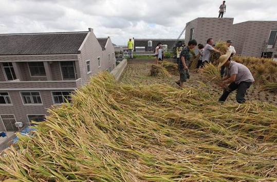 Rooftop rice a sky-high solution