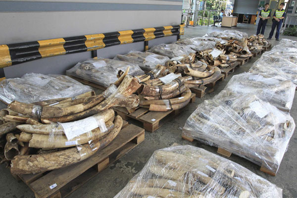 HK makes largest ivory seizure worth $3.5m