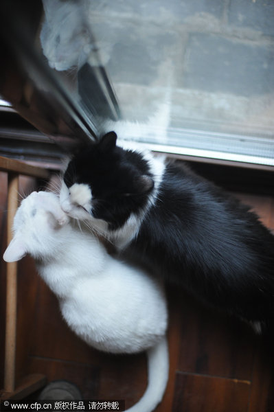 Coffee shop for stray cats