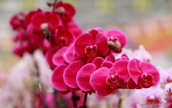 Slump in moth orchid holiday sales