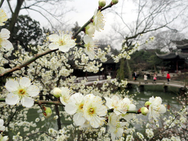 Plum blossoms adorn the Humble Administrator’s Garden, a Chinese classical garden in Suzhou, East China’s Jiangsu province. Spring blossom comes to East China