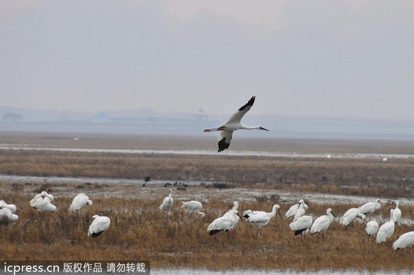 China vows better wetland preservation