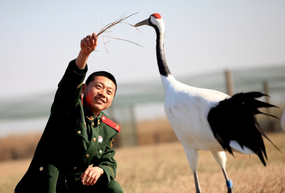Red-crowned cranes under protection