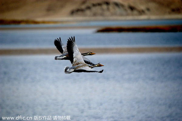 Wetlands expand in NW China