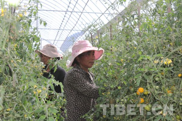Income of Tibetan farmers, herdsmen up in 2013