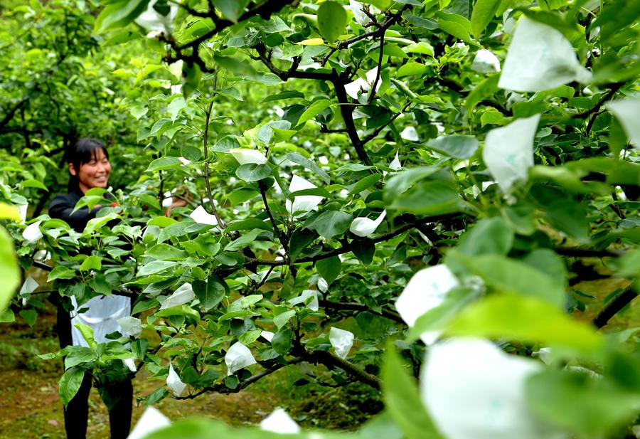 Chinese farmers busy with farming as summer comes