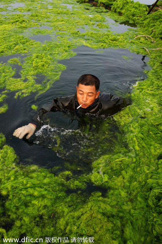 Chinese aquaculturist fights algea outburst