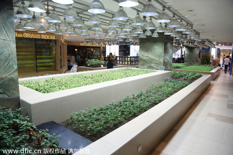 Urban farming in a high-end shopping mall