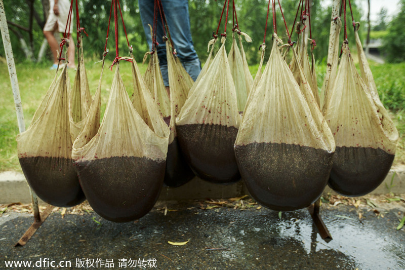 Beijing wiggler catchers thrive in summer