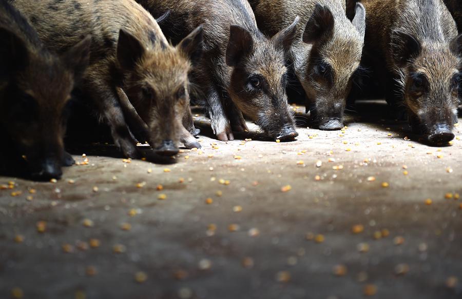 Herding wild boars on a mountain[4]| Photos