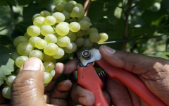 Italian wine industry 'optimistic' about Chinese market: expert