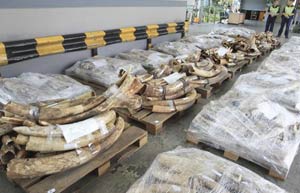 Ivory crackdown efforts sharpened