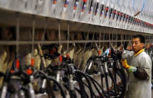 Dutch dairy giant eyes further success in China