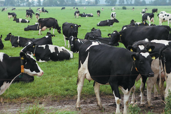 Milk firm plans to revolutionize dairy sector