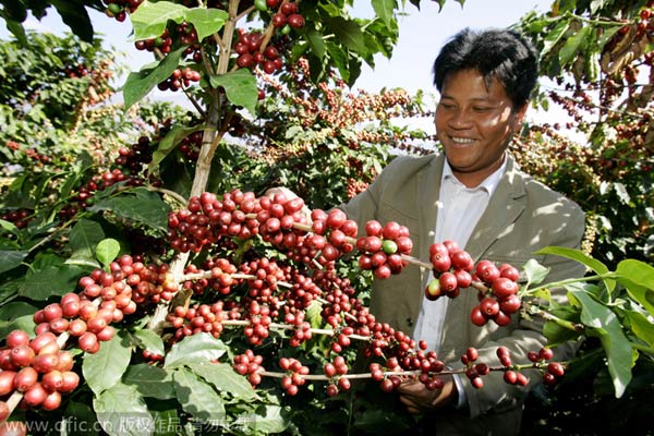 Yunnan brews plans for expansion of coffee crop
