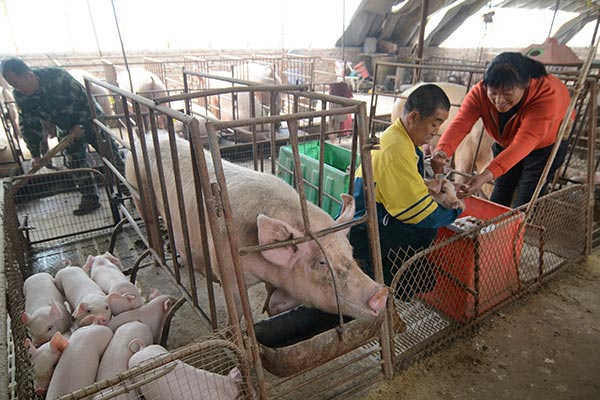 Pork prices bring squeals, grunts