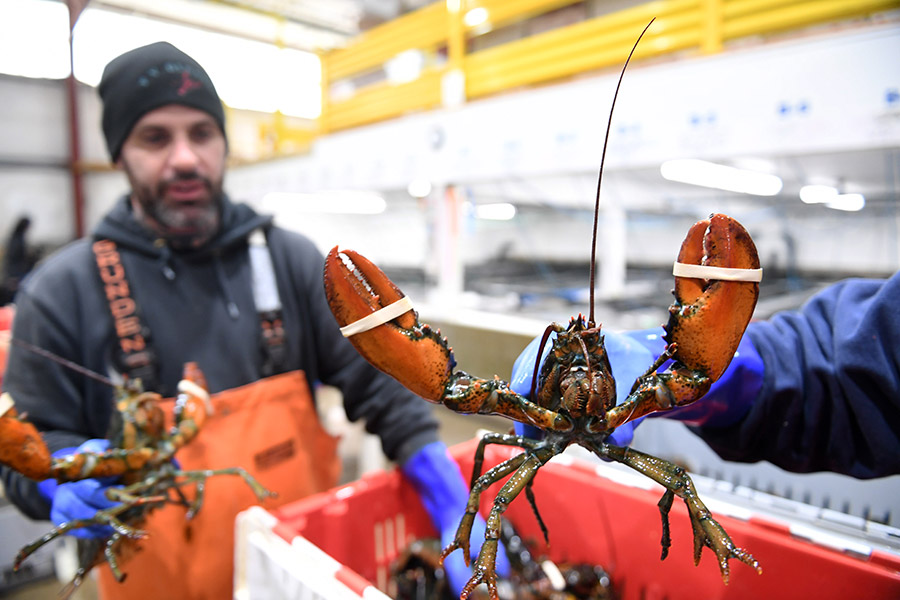 How Chinese gave new life to Maine lobsters