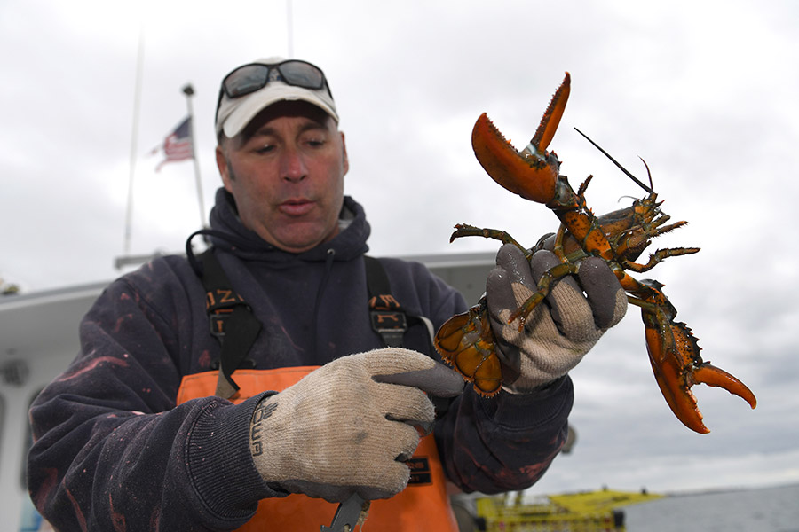 How Chinese gave new life to Maine lobsters