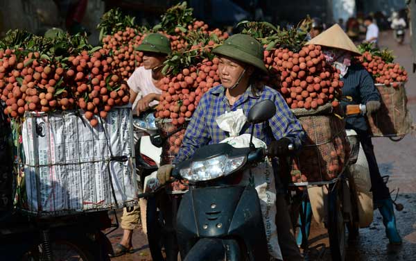 Vietnam strives to export more succulent litchis to mainland