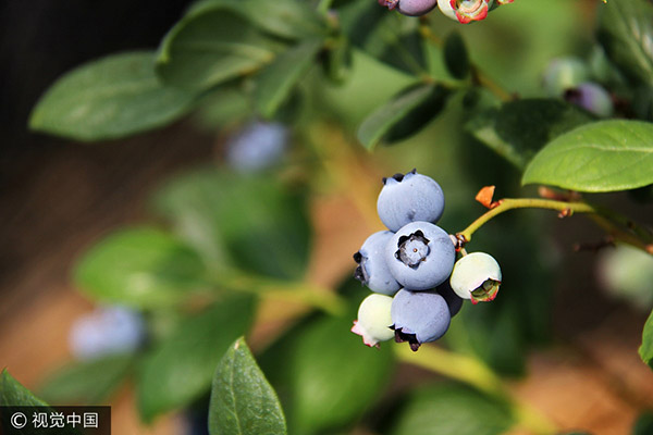 Chinese blueberries attract attention at international gathering