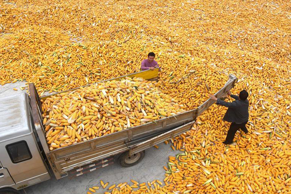 China lowers forecast for corn output, consumption to rise
