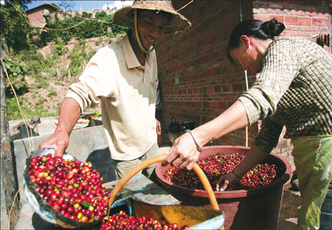 Rushing for coffee plantations