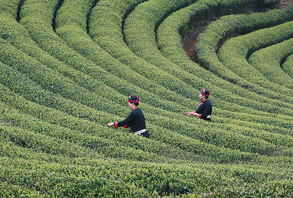 She ethnic group: Living, singing and working in tea plantations