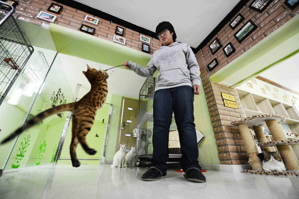 Cat cafe hopes to protect stray animals