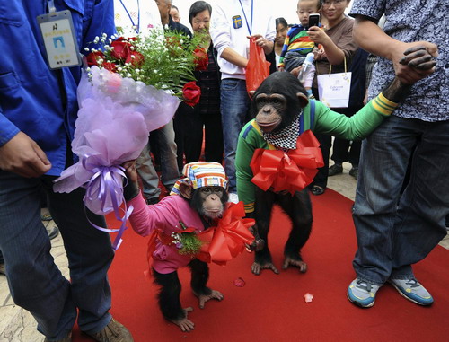 A toast to love, for chimps