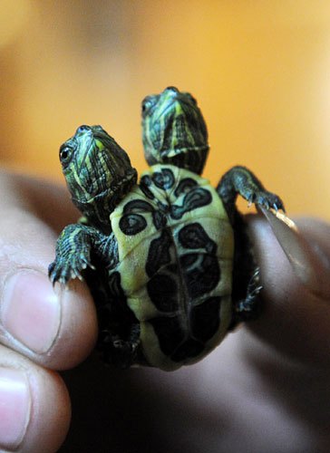 The two-headed turtle