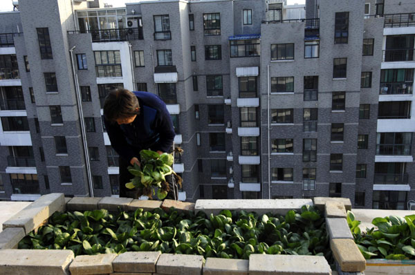 City rooftops become vegetable gardens