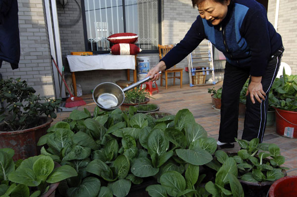 City rooftops become vegetable gardens