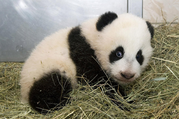 Austria-born panda cub officially named Fu Hu