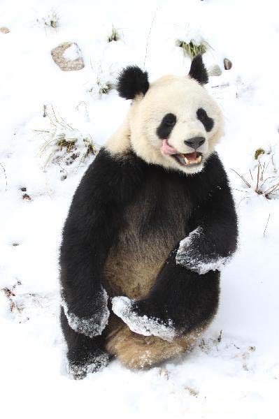 Giant pandas enjoy fun in snow
