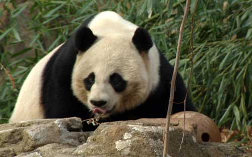 China, US sign new agreement on pandas