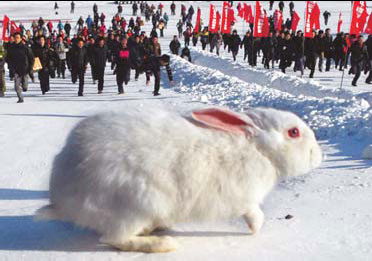 Chinese leap at chance to buy a bunny