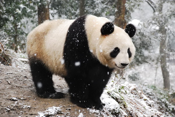 Giant pandas arrive at new home in Tokyo's zoo