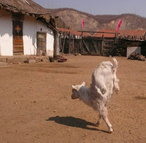 Goat stands tall on two legs