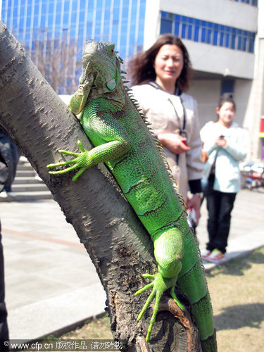 Green iguana enjoys spring sun in NE China