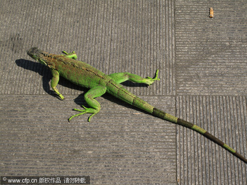 Green iguana enjoys spring sun in NE China