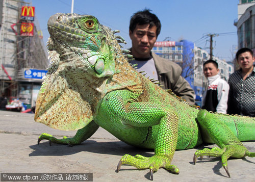 Green iguana enjoys spring sun in NE China