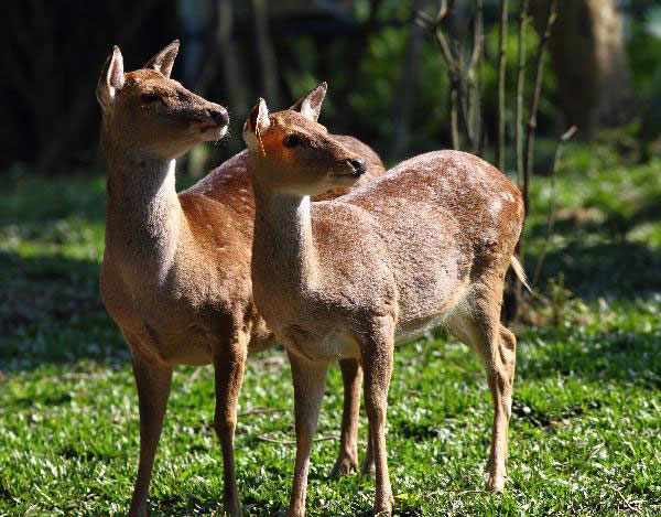 Deer, goats as gifts from Taiwan arrive at Weihai