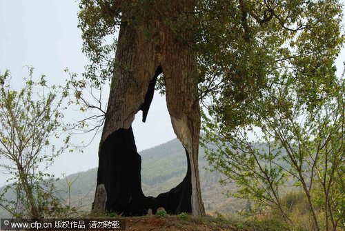 Tree survives lighting and fire