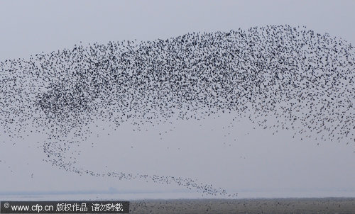 Migratory birds on the move