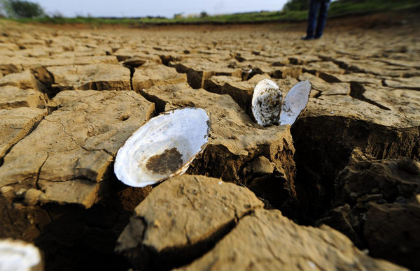 Lingering drought threatens harvest across C China
